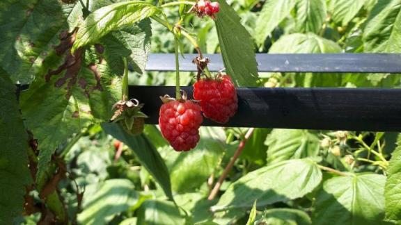 Ставропольский фермер открыл экспортные поставки саженцев малины в Узбекистан