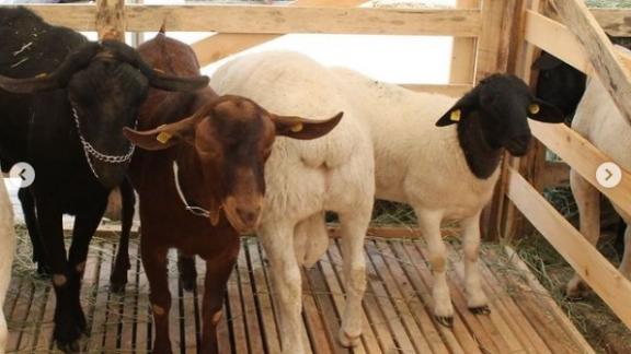 На Ставрополье разводят уникальную породу овец