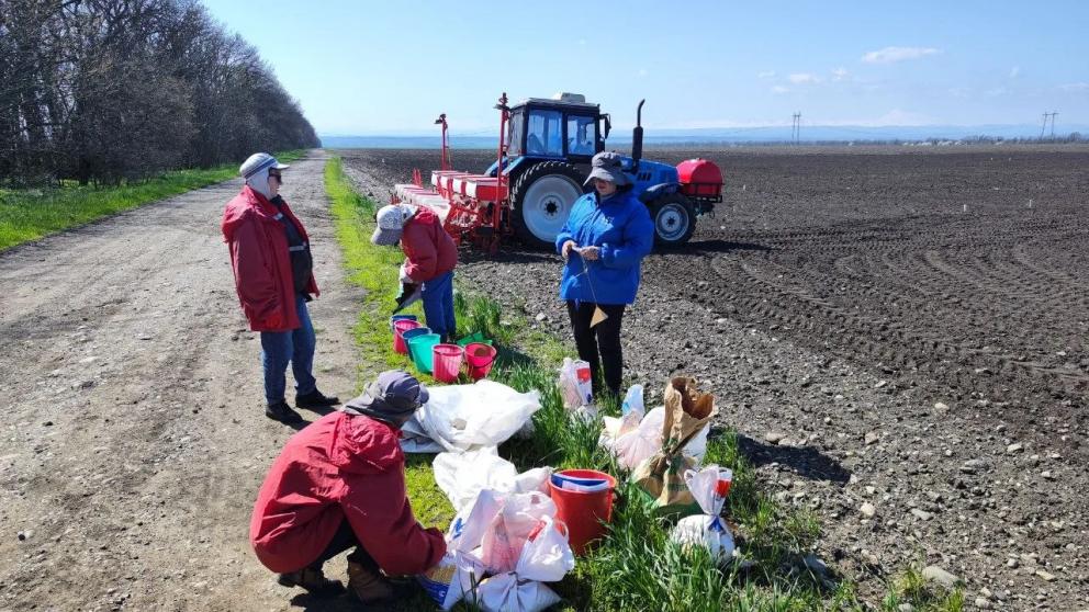 ВНИИ кукурузы в посёлке Пятигорском на Ставрополье заложил опыты по закладке новых гибридов «царицы полей»
