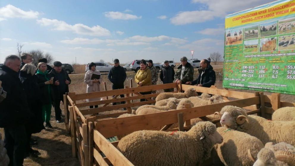 К овцеводам Апанасенковского округа прибыла делегация из Белоруссии