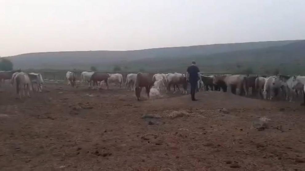 Управление ветеринарии Ставрополья провело проверку на конном заводе