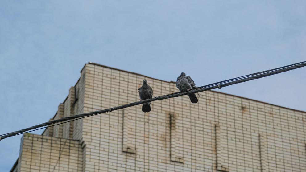 Капремонт крыши дома в селе Арзгир не могут провести из-за голубей