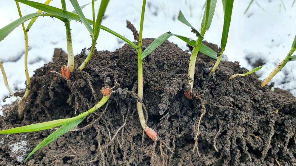 На Ставрополье продолжается мониторинг состояния озимого клина