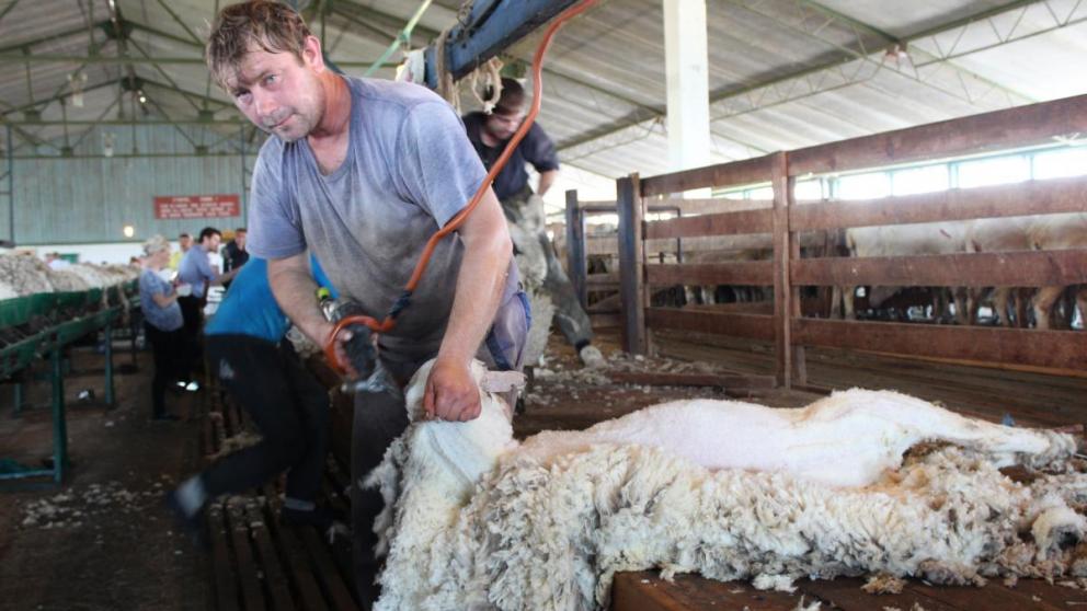 Ставрополье является лидером в России по производству шерсти