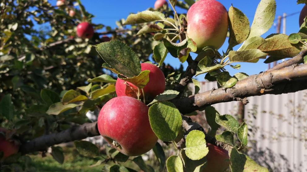 На Ставрополье заложат 650 гектаров новых садов