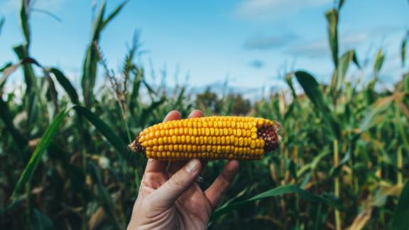 Минсельхоз России отобрал лучшие проекты по развитию отечественной селекции и семеноводства