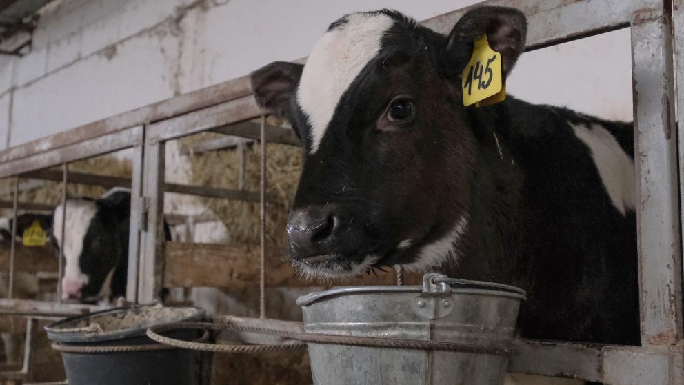 Губернатор Владимиров: господдержка малого агробизнеса Ставрополья вырастет на 30 процентов