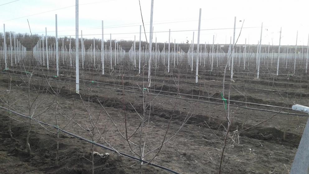 За 6 лет площадь суперинтенсивных садов на Ставрополье выросла в 6 раз