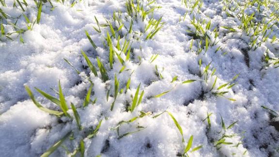 Губернатор Ставрополья: Озимые находятся в хорошем и удовлетворительном состоянии