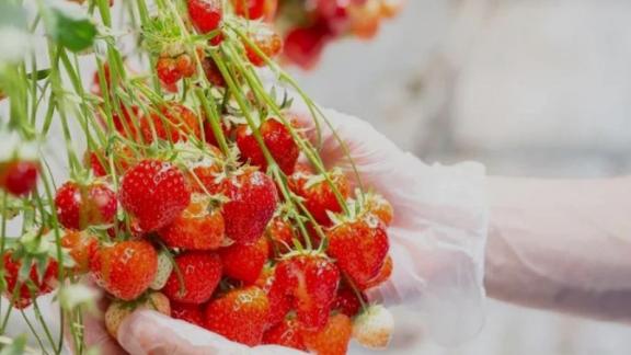 Ставропольская клубника участвует в национальном конкурсе «Вкусы России» 