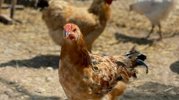 На Ставрополье набирают популярность социальные контракты