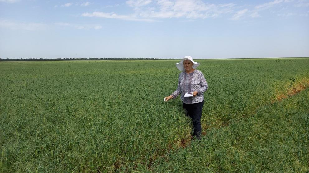 В Изобильненском округе Ставрополья все посевы признаны сортовыми