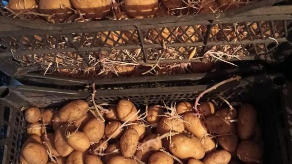 В Кочубеевском округе планируют собрать более 7 тысяч тонн картофеля