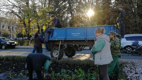 Клумбы Ставрополя готовят к зиме