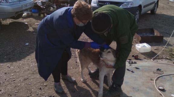 На Ставрополье 2,7 тысячи птиц вакцинировали против болезни Ньюкасла