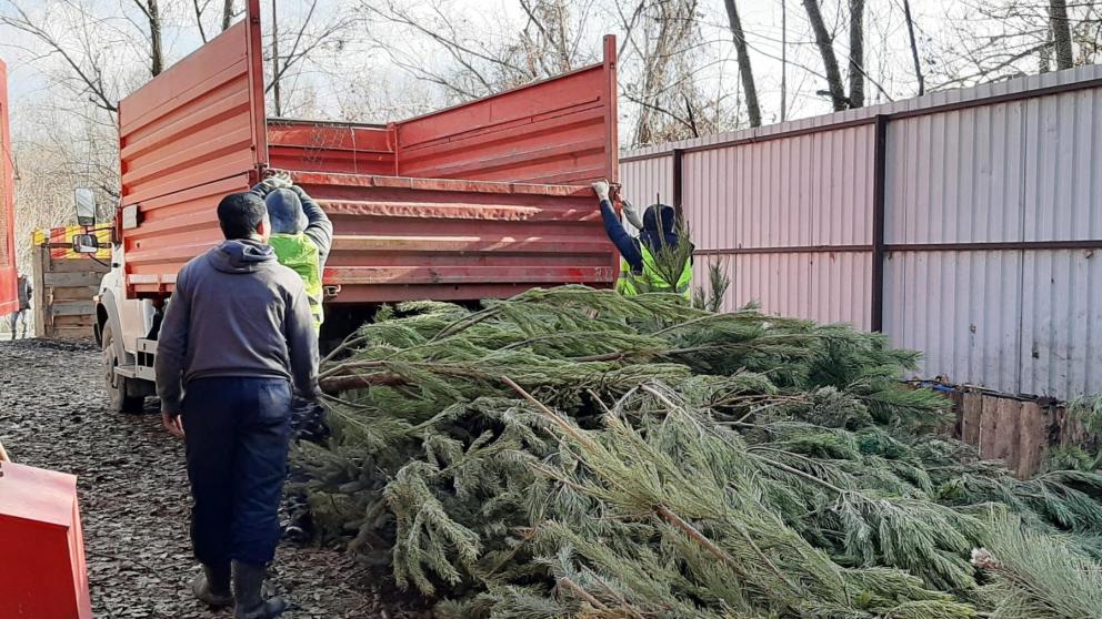 Ставропольцам рассказали, как правильно утилизировать новогоднюю ёлку