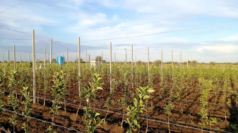 В садоводческих организациях Ставрополья завершена закладка многолетних насаждений