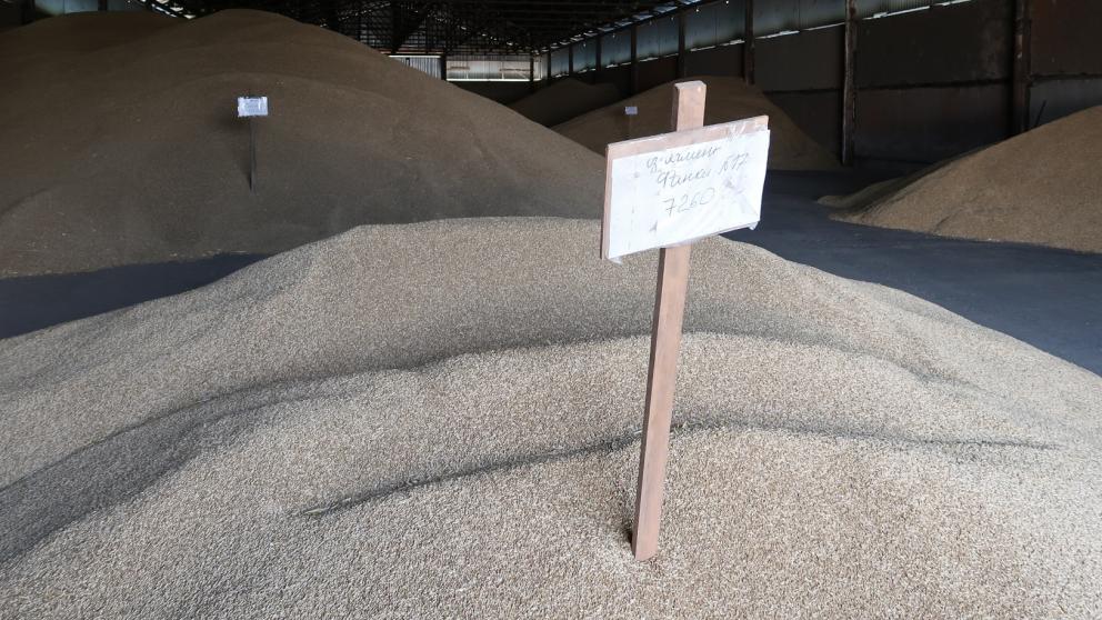 На Ставрополье собрали рекордный урожай озимого ячменя