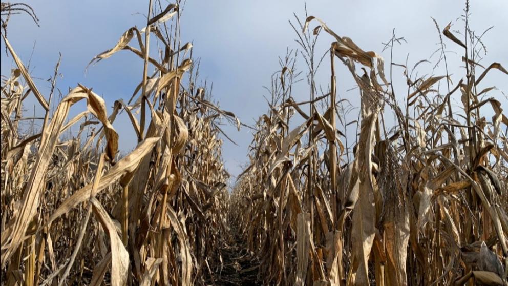 В Предгорном округе Ставрополья убрали половину площадей кукурузы