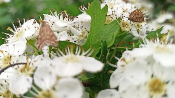 На Ставрополье начался лёт бабочек лугового мотылька
