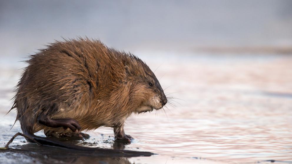 На Ставрополье посчитают ондатр и полёвок