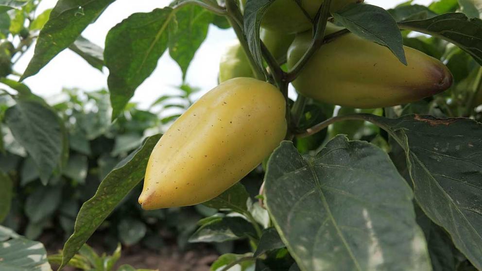 Ставрополье планирует поставки овощей в ОАЭ