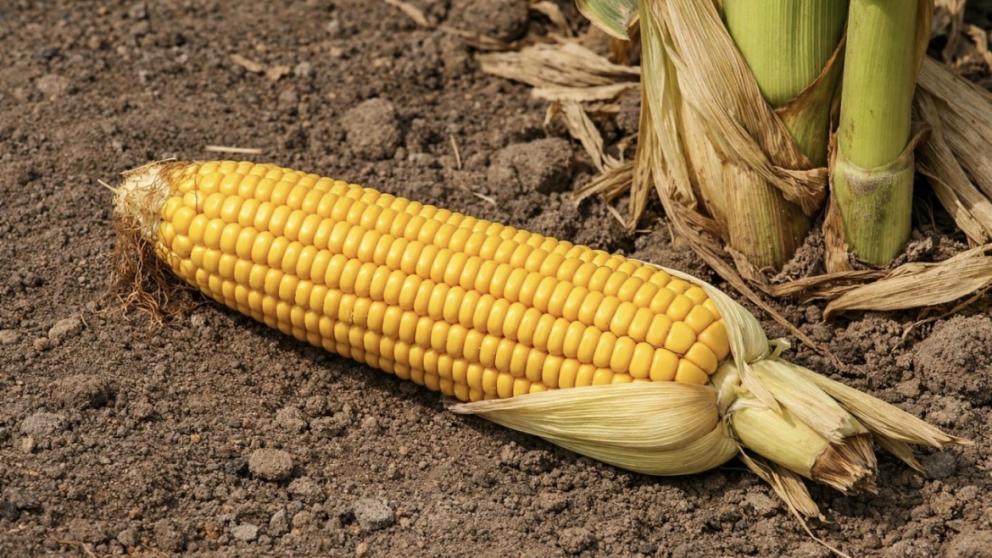 В Предгорном округе подвели итоги года в АПК