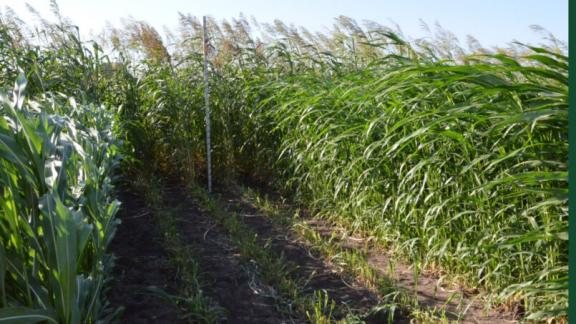 Учёные Ставрополья передали на сортоиспытание в Белоруссию новый сорт кормовой сельхозкультуры