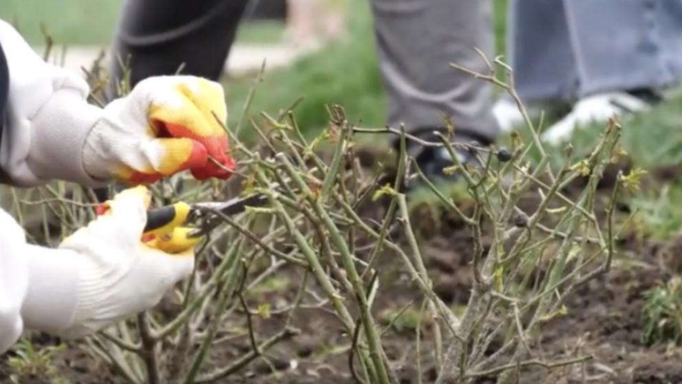В селе Кочубеевском высадили 1000 роз
