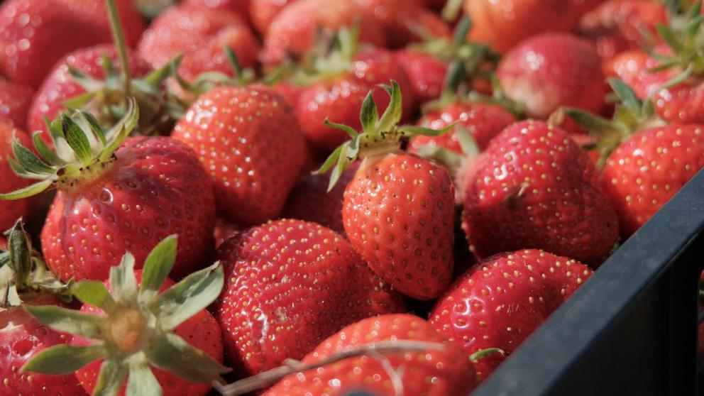 Ставропольская клубника победила в конкурсе брендов «Знай наших»