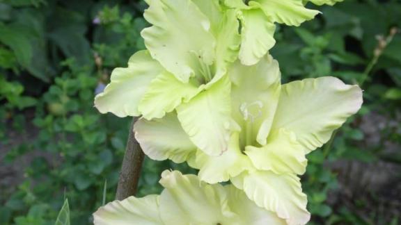 Ставропольцам рассказали, как высаживать гладиолусы