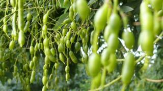 Софора японская - «плачущее» дерево, которое лечит недуги