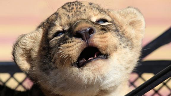 Львица Победа поселилась в пятигорском зоопарке