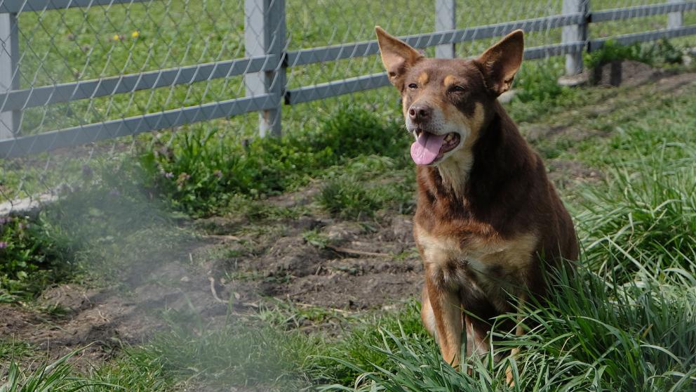 На Ставрополье возрождают питомник австралийских келпи