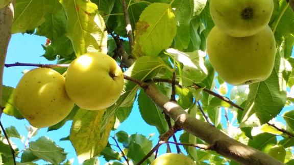 В школе Минераловодского округа появится яблоневый сад