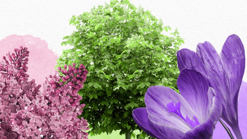 Эксперт объяснил цветение крокусов и ромашек поздней осенью на Ставрополье