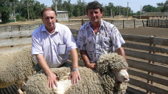 На попечении Чабана Юрия Гордеева колхоза-племзавода «Маныч» 700 животных