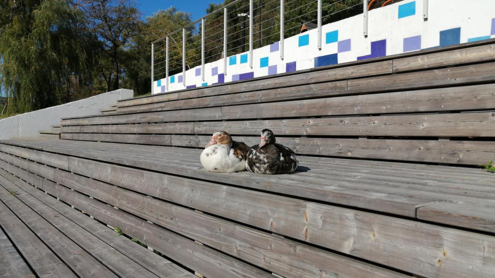 Минприроды Ставрополья начало расследование массовой гибели птицы на Дундинском водохранилище
