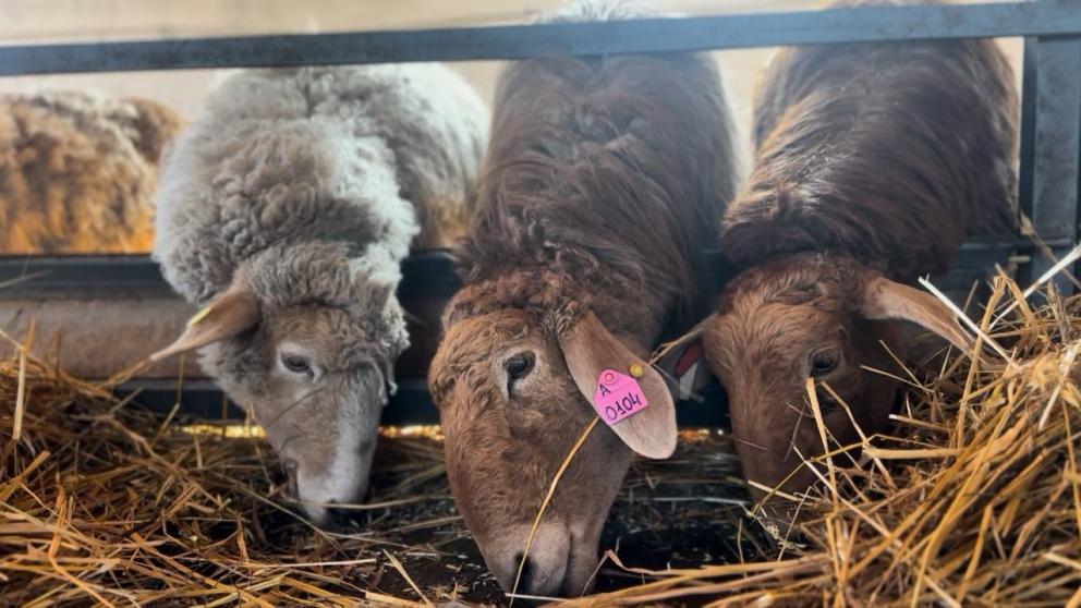 Овец эдильбаевской породы разводят в Кировском округе Ставрополья