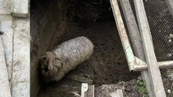 Спасатели вытащили барана из ямы в Левокумском округе Ставрополья
