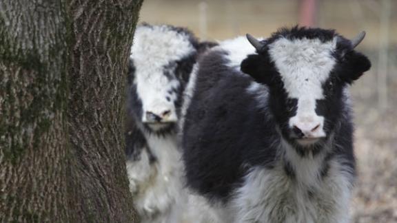 В Ставропольском зоопарке поселились яки
