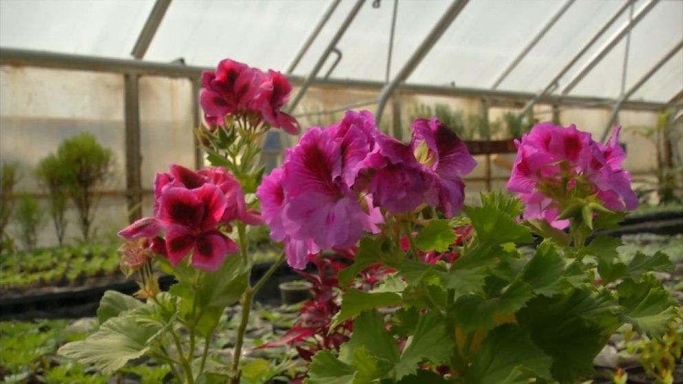 Ботанический сад Ставрополя провёл первую онлайн-экскурсию