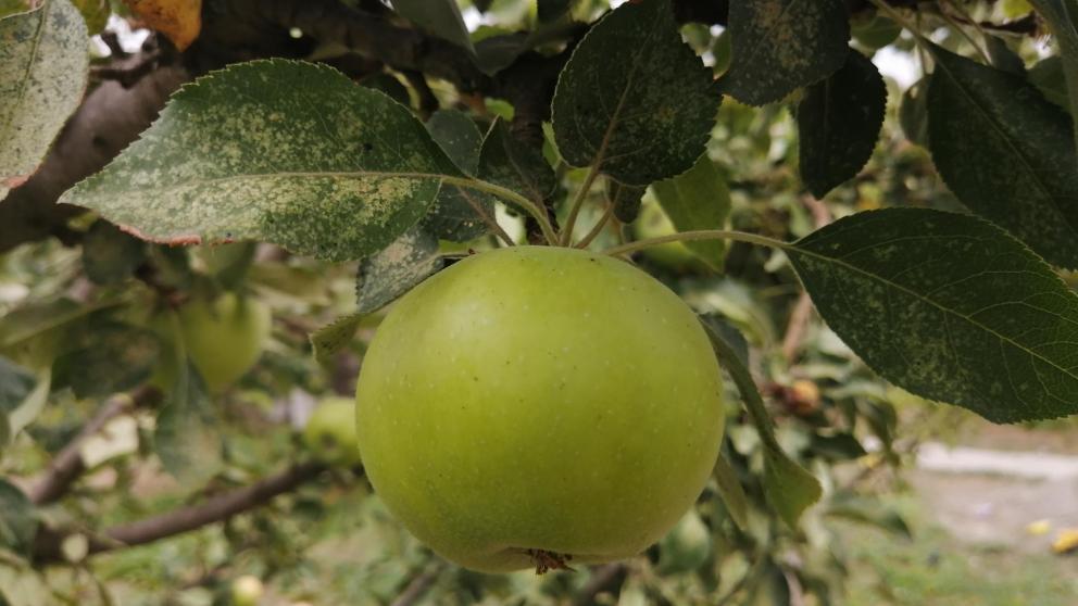 В Степновском округе Ставрополья заложили школьный сад