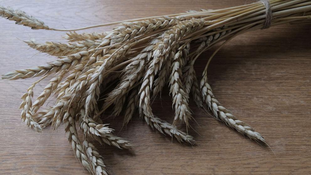 В Александровском округе приступили к формированию семенного фонда для осенней посевной