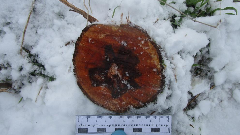 Ставрополец незаконно спилил деревья возле базы отдыха