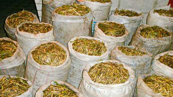 Полтонны черемши изъято у двух предпринимателей на Ставрополье