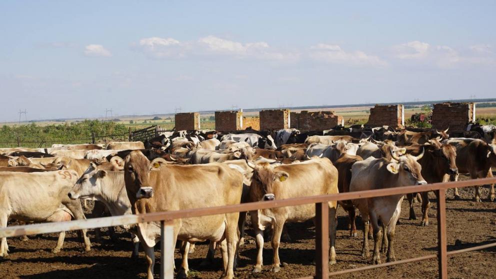 На Ставрополье расширили меры поддержки сельхозтоваропроизводителей