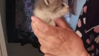 Ставропольские спасатели вызволили провалившегося в щель котёнка