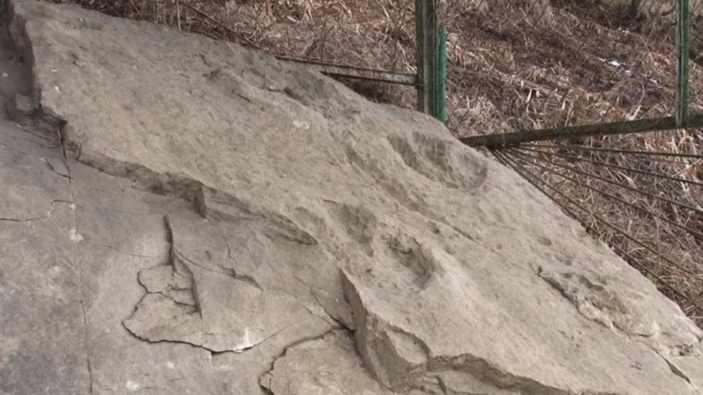 Копию следов динозавра создадут в национальном парке «Кисловодский»