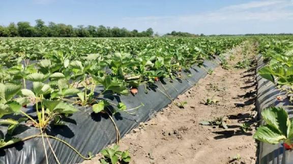 В Кировском округе расширяют клубничные плантации